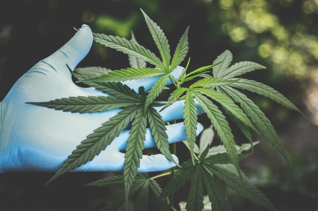 Cannabis, CBD og marihuana: Forstå forskellen